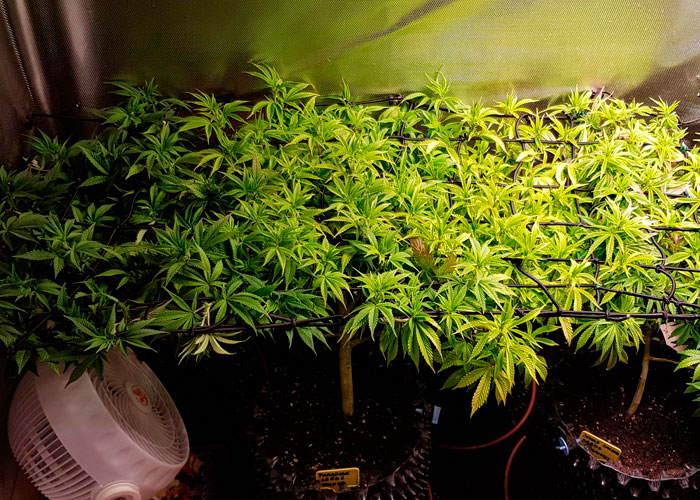 SCROG ile LST arasındaki fark nedir?