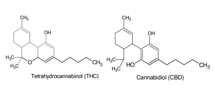 Tıbbi kenevir. CBD ve THC arasında ne fark var