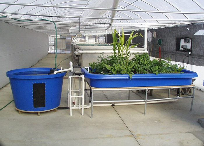 Aquaponics – kenevir kultivasyonunun geleceği!