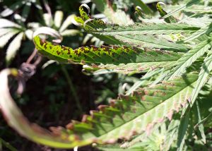 Septoria mantarı – kenevir üzerinde sarı lekeler