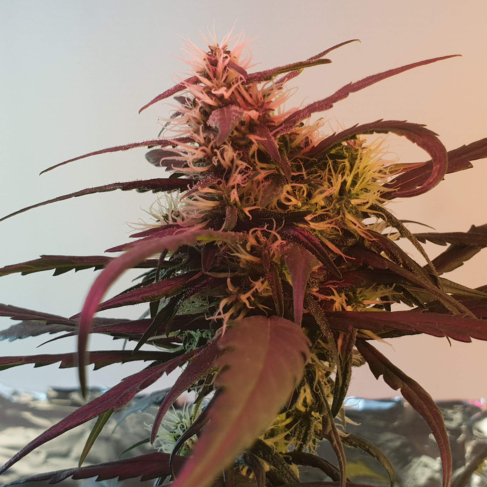 Amnesia feminised Ganja Seeds