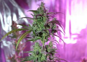 Auto AK 47 feminised Ganja Seeds