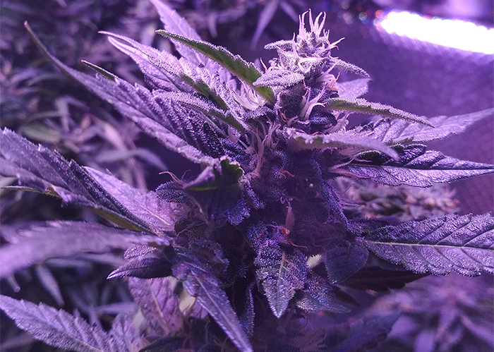 Auto AK 49 feminised Ganja Seeds