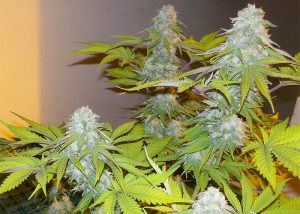 Auto AK x Somango feminised Ganja Seeds