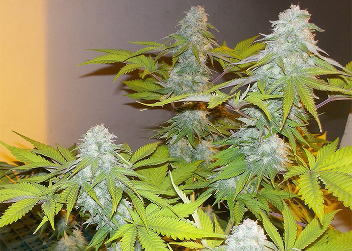 Auto AK x Somango feminised Ganja Seeds