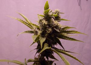 Auto Amnesia feminised Ganja Seeds