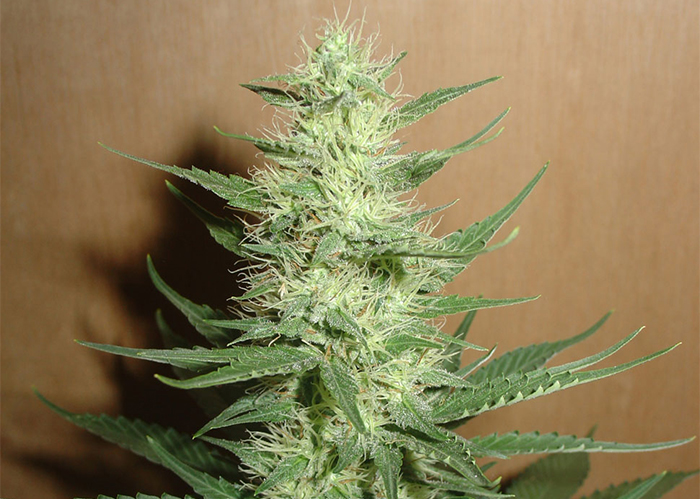 Auto Big Bud feminised Ganja Seeds