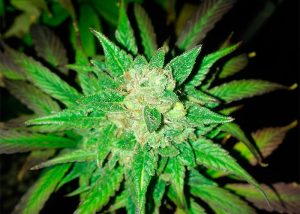 Auto Big Devil feminised Ganja Seeds