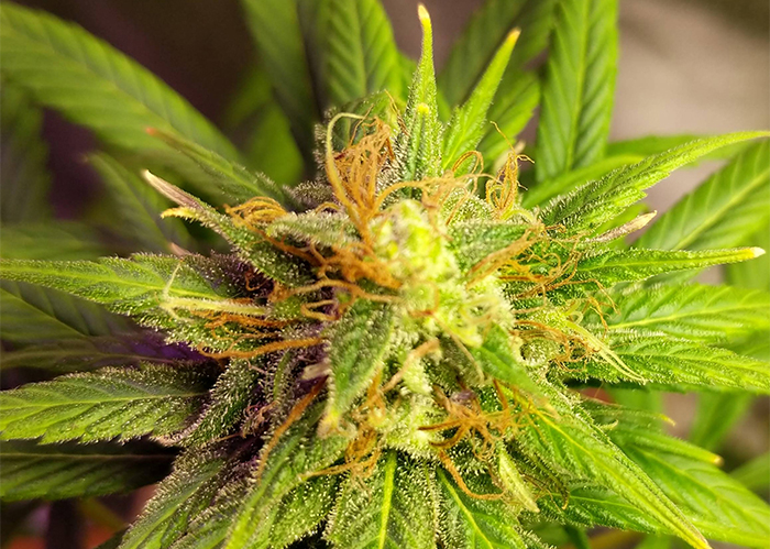 Auto Black Domina feminised Ganja Seeds