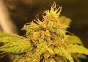 Auto Black Jack feminised Ganja Seeds