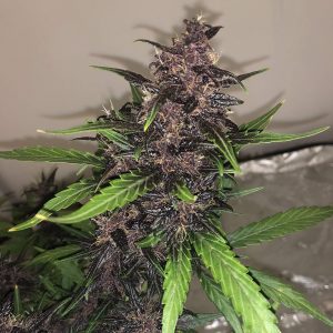 Auto Bloody Skunk feminised Ganja Seeds