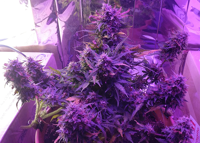 Auto Blue Amnesia feminised Ganja Seeds