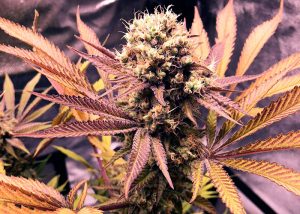 Auto Blueberry feminised Ganja Seeds