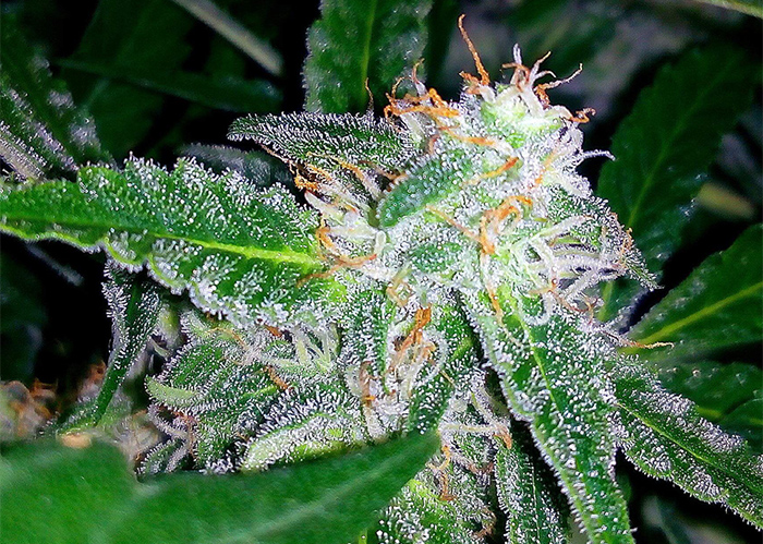 Auto Blueberry x Sweet Tooth feminised Ganja Seeds