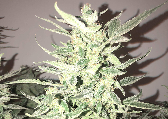 Auto Bomb feminised Ganja Seeds