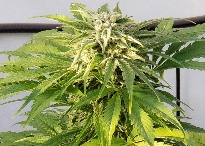 Auto Bubble Gum feminised Ganja Seeds