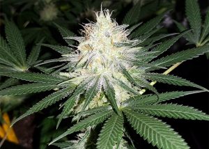 Auto Bubblelicious feminised Ganja Seeds