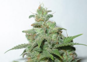 Auto Caramella feminised Ganja Seeds