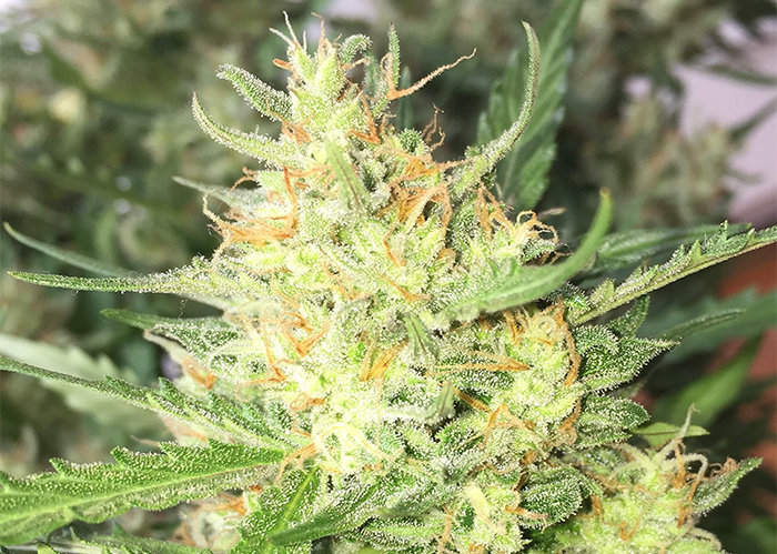 Auto Cheese feminised Ganja Seeds