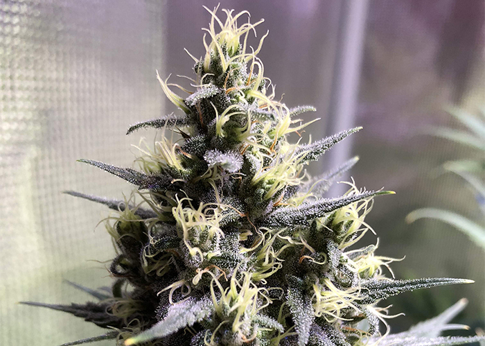 Auto Chocolope feminised Ganja Seeds