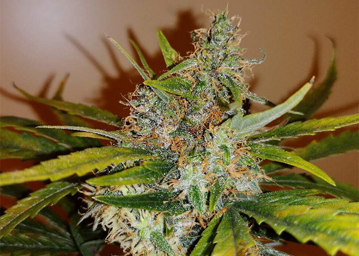 Auto Chronic Ryder feminised Ganja Seeds