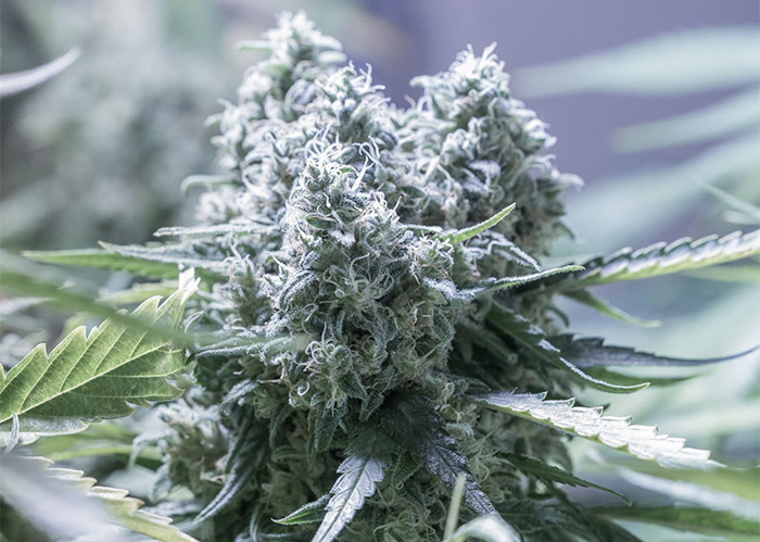 Auto Critical feminised Ganja Seeds