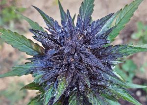 Auto Dark Devil feminised Ganja Seeds