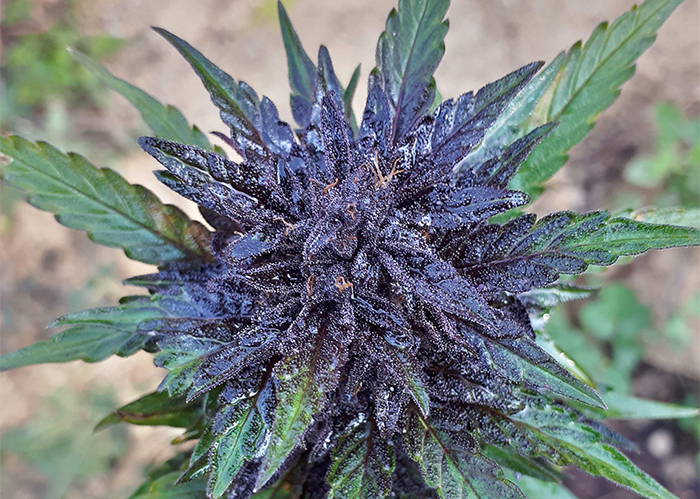 Auto Dark Devil feminised Ganja Seeds