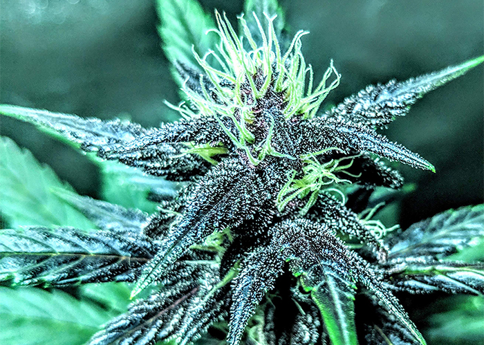 Auto Diesel feminised Ganja Seeds