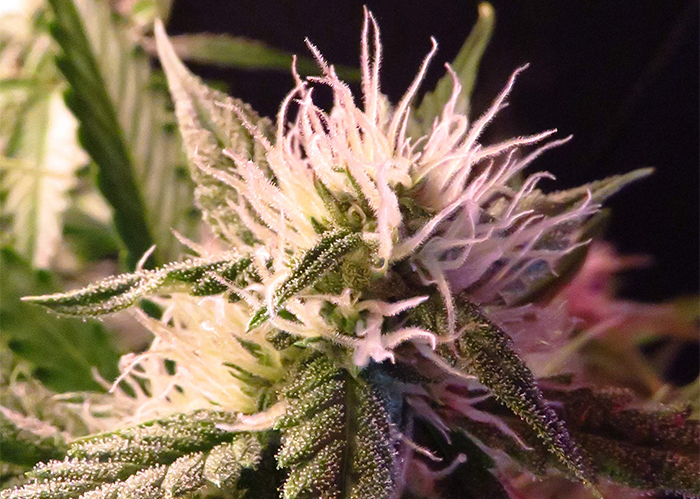 Auto Diesel Ryder feminised Ganja Seeds