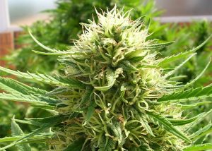 Auto Dr. Grinspoon feminised Ganja Seeds