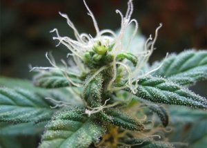 Auto Elektra feminised GanjaVIP Seeds