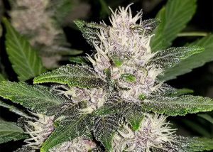 Auto Fastberry feminised Ganja Seeds