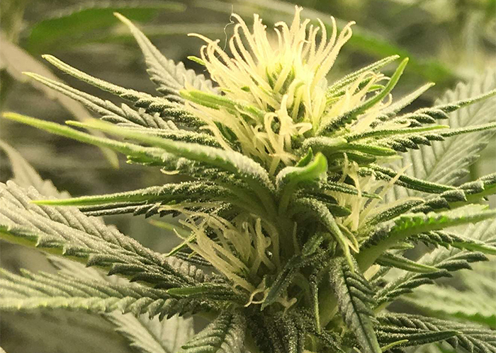 Auto Fruit feminised Ganja Seeds