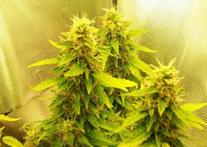 Auto Great White feminised Ganja Seeds