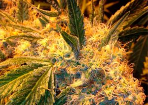 Auto Heaven feminised Ganja Seeds