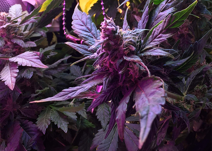 Auto Himalaya Blue Diesel feminised Ganja Seeds