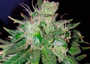 Auto Hindu Kush feminised Ganja Seeds