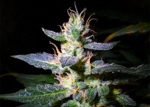 Auto Jack feminised Ganja Seeds