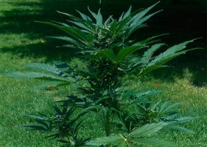 Auto Jack Herer feminised Ganja Seeds