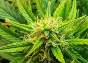 Auto Jet 47 feminised Ganja Seeds