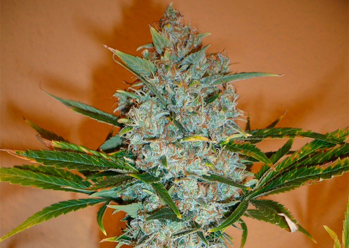 Auto Kali Mist feminised Ganja Seeds