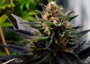 Auto Lavender feminised Ganja Seeds