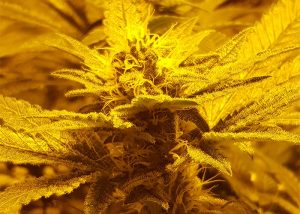 Auto Lemon feminised Ganja Seeds