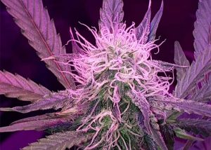 Auto Lemon Haze feminised Ganja Seeds