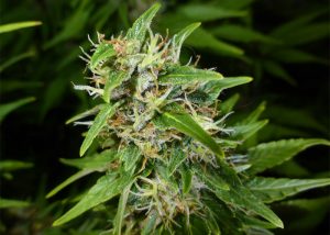 Auto Lowryder feminised Ganja Seeds