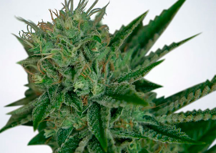 Auto Magik feminised GanjaVIP Seeds