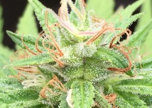 Auto Mango feminised Ganja Seeds