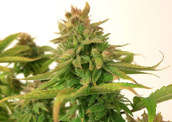 Auto Mass feminised Ganja Seeds