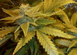 Auto Maxi GoМ feminised Ganja Seeds